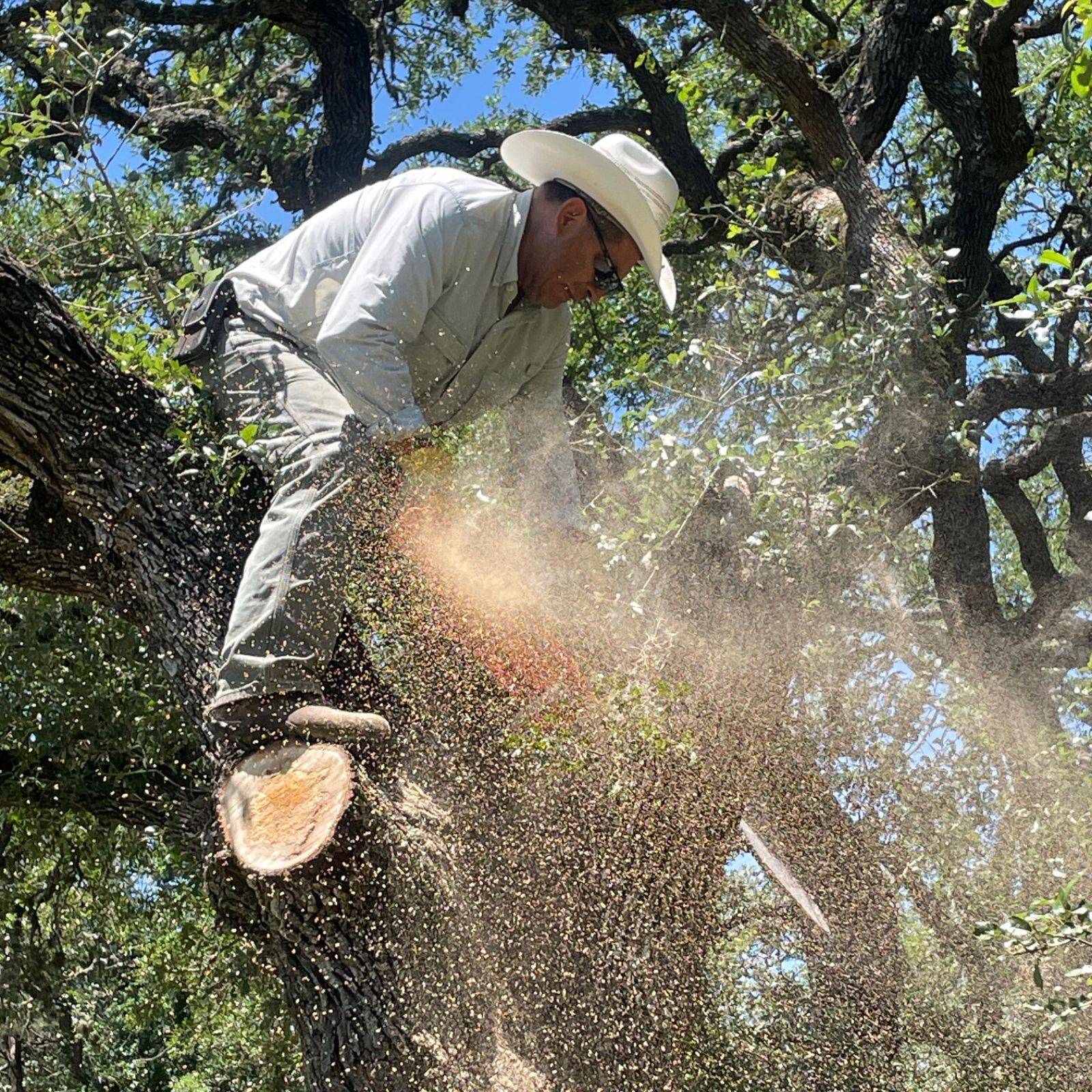 Padron Lawn & Tree Gallery (10)