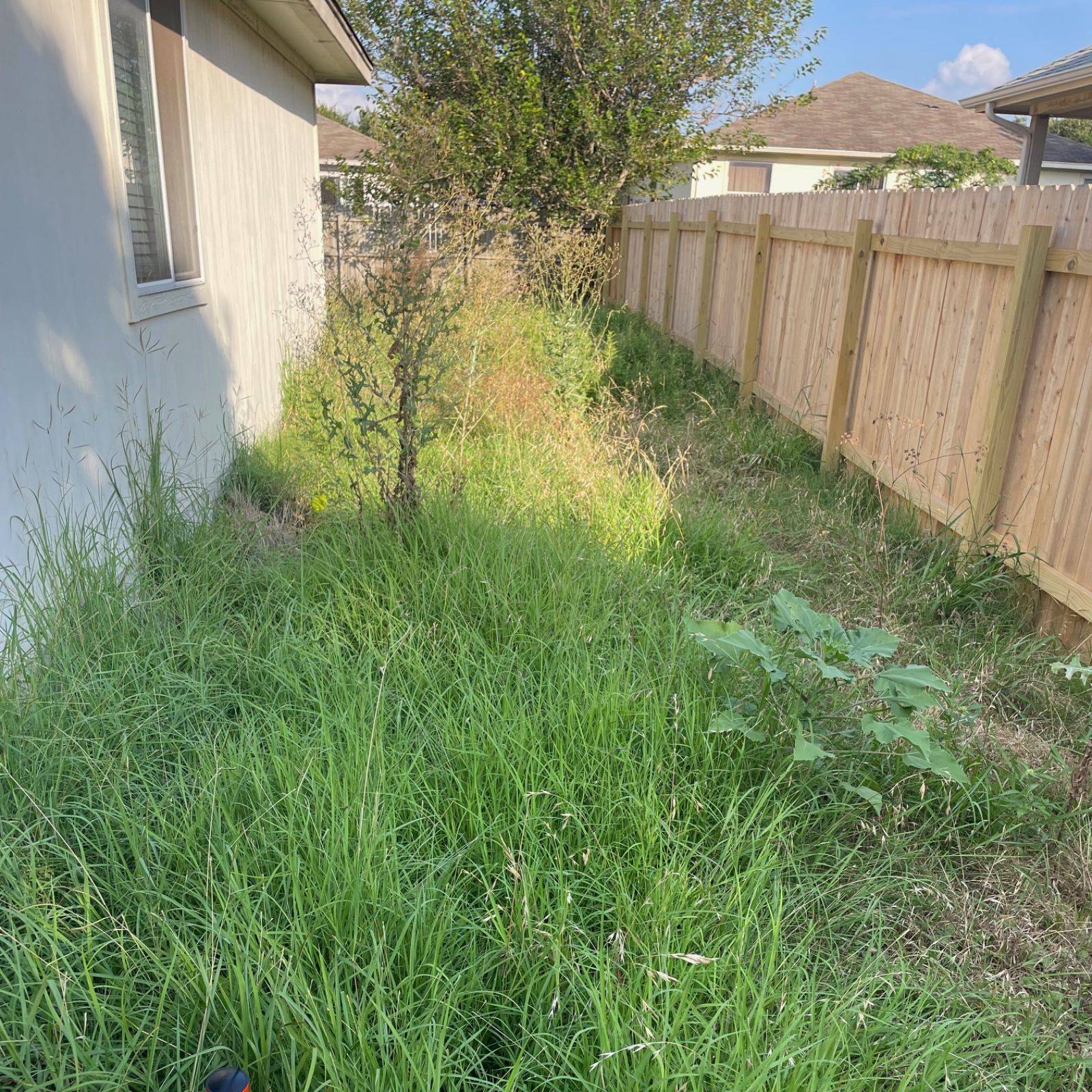 Padron Lawn & Tree Gallery (8)