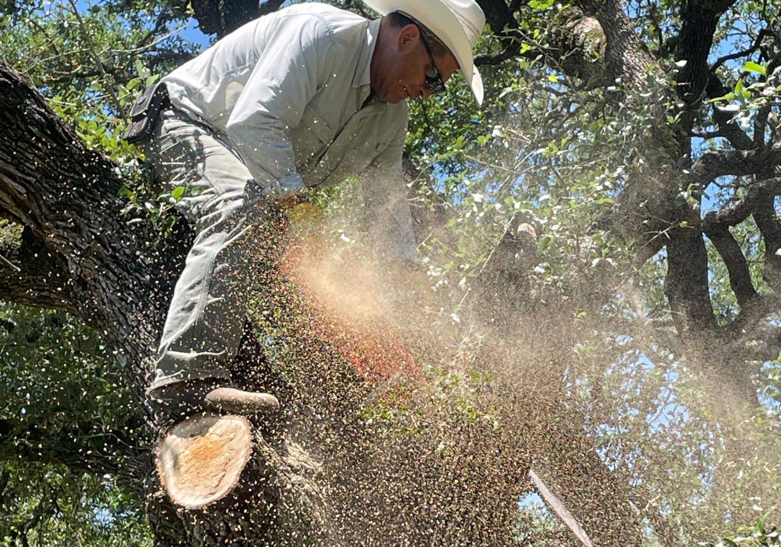 Padron Lawn & Tree Gallery (10)